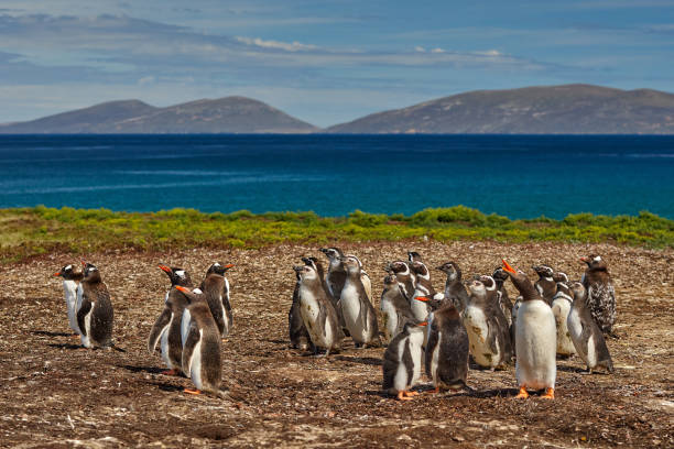 Paisaje costero de las Islas Malvinas