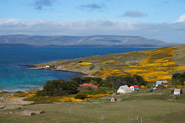 Colonia de pingüinos en las Malvinas