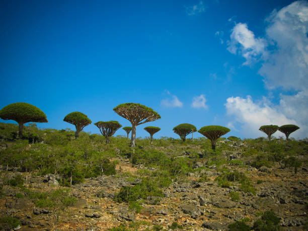 Árbol sangre de dragón, flora endémica de Socotra