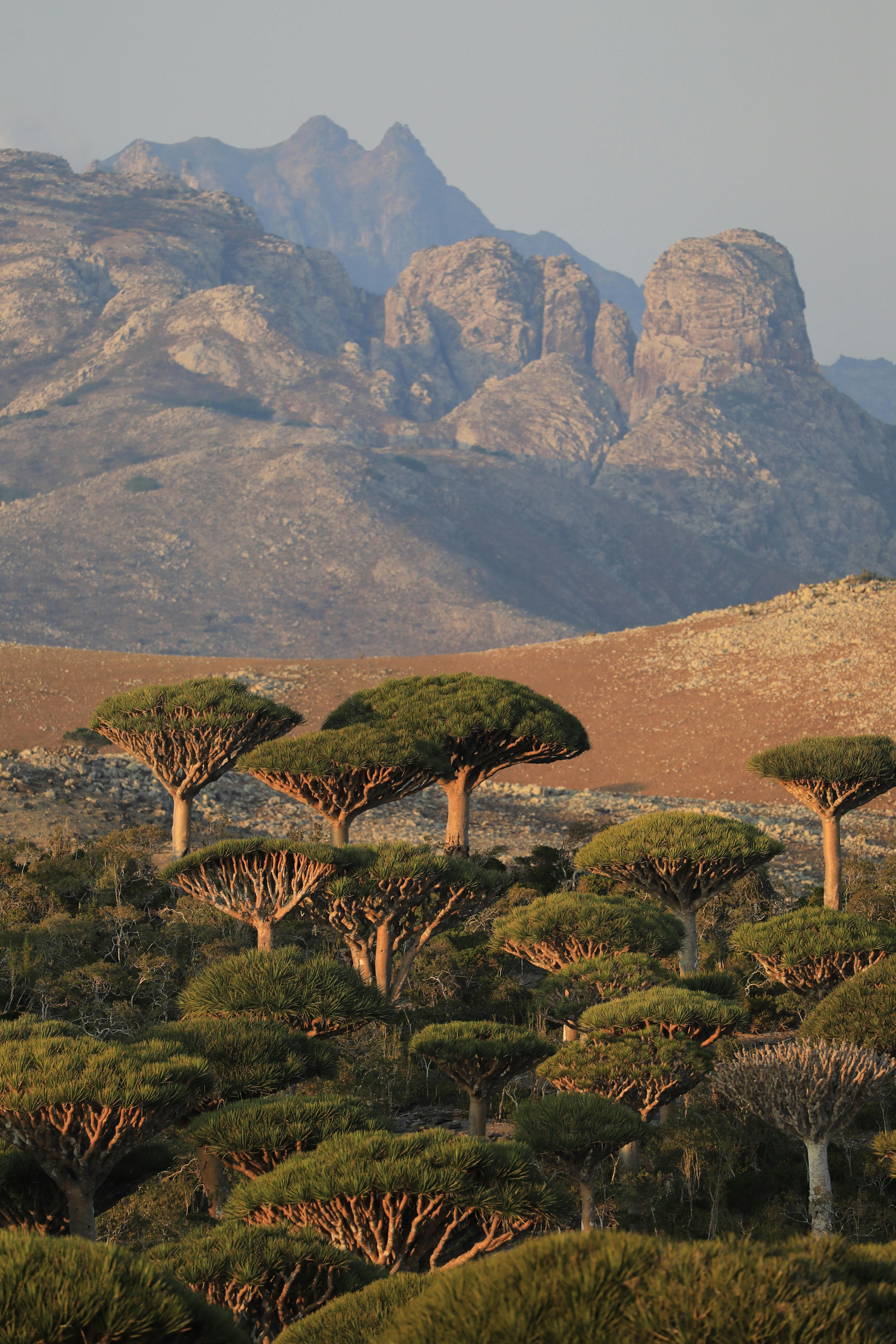 Árboles dragón en Socotra